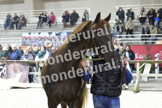 SALON DU TROT EN NORMANDIE