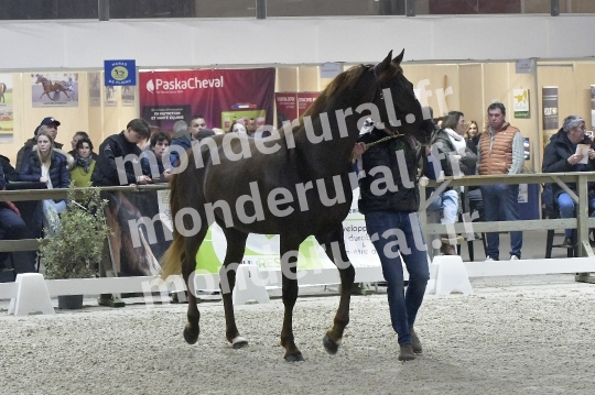 SALON DU TROT EN NORMANDIE