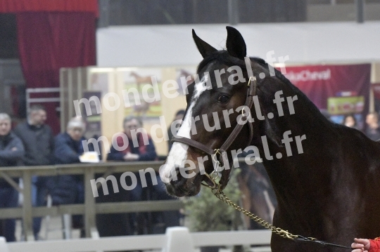 SALON DU TROT EN NORMANDIE