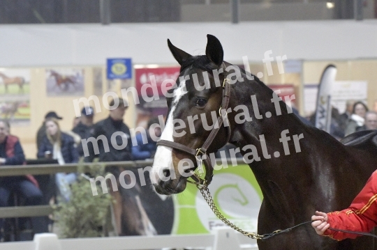 SALON DU TROT EN NORMANDIE