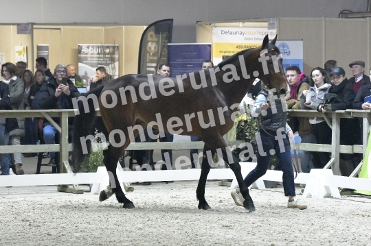 SALON DU TROT EN NORMANDIE