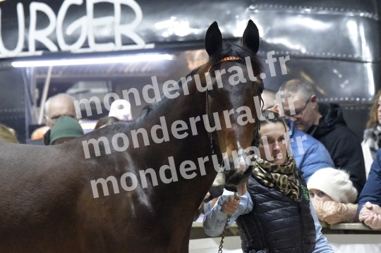 SALON DU TROT EN NORMANDIE