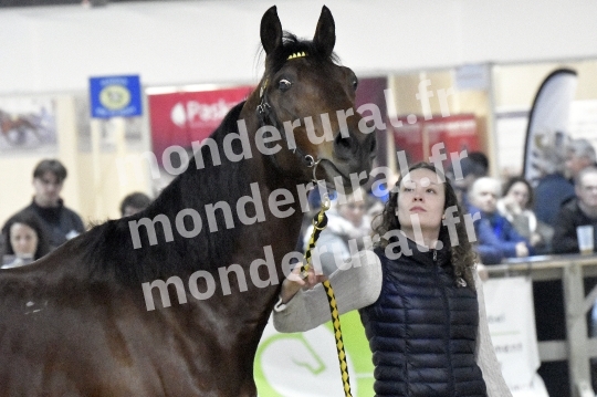 SALON DU TROT EN NORMANDIE