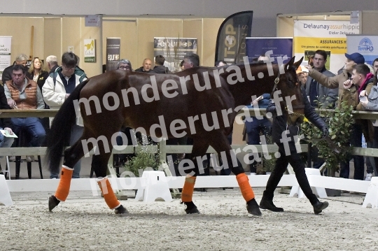 SALON DU TROT EN NORMANDIE