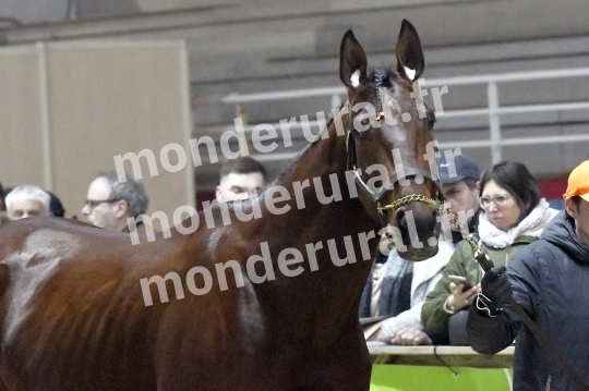 SALON DU TROT EN NORMANDIE
