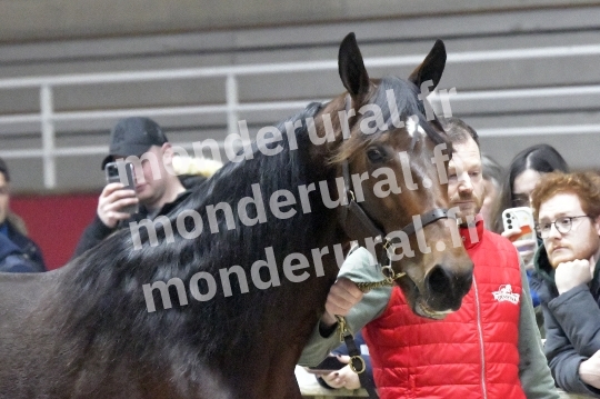 SALON DU TROT EN NORMANDIE
