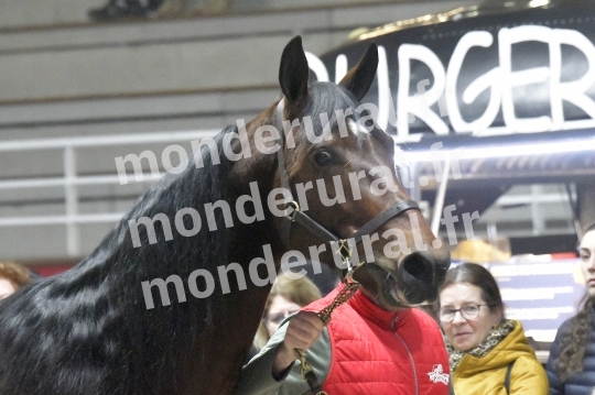 SALON DU TROT EN NORMANDIE