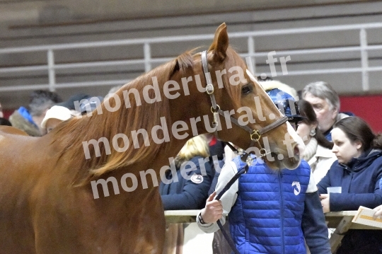 SALON DU TROT EN NORMANDIE