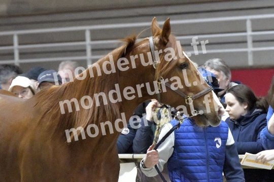 SALON DU TROT EN NORMANDIE