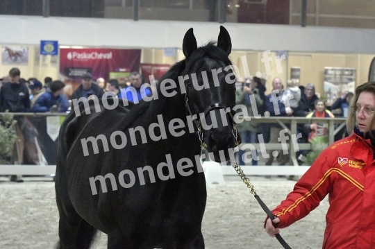 SALON DU TROT EN NORMANDIE