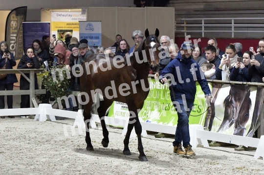 SALON DU TROT EN NORMANDIE