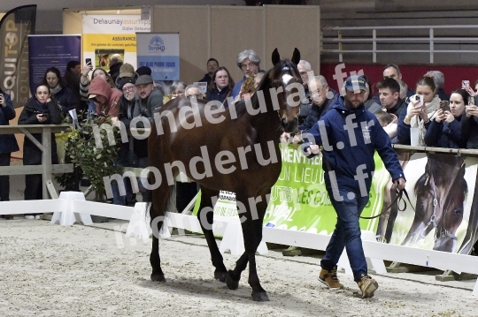 SALON DU TROT EN NORMANDIE