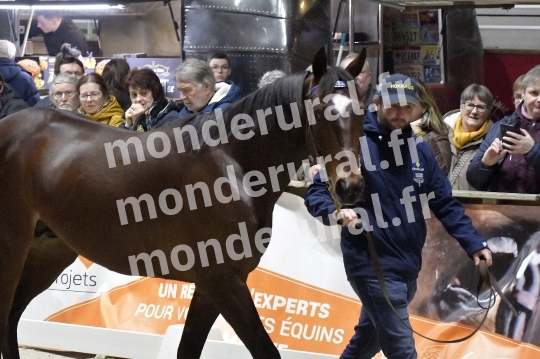 SALON DU TROT EN NORMANDIE