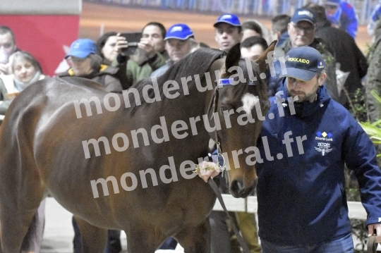 SALON DU TROT EN NORMANDIE