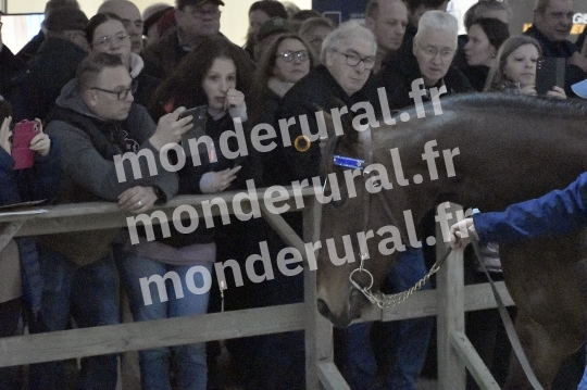 SALON DU TROT EN NORMANDIE