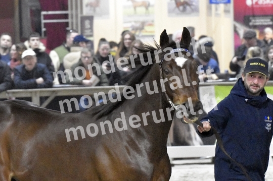 SALON DU TROT EN NORMANDIE