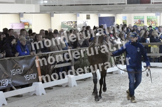 SALON DU TROT EN NORMANDIE