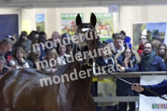 SALON DU TROT EN NORMANDIE