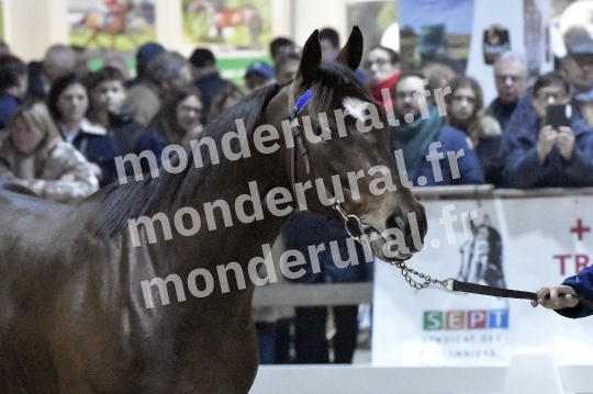 SALON DU TROT EN NORMANDIE