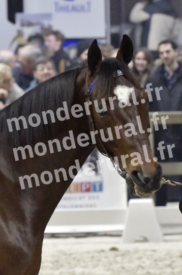 SALON DU TROT EN NORMANDIE