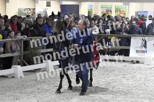SALON DU TROT EN NORMANDIE