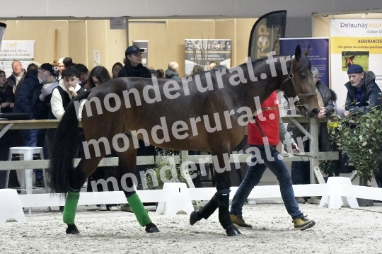 SALON DU TROT EN NORMANDIE
