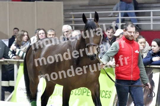 SALON DU TROT EN NORMANDIE
