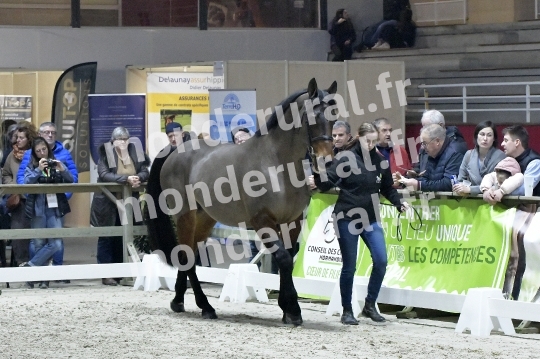 SALON DU TROT EN NORMANDIE
