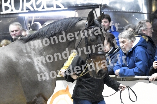 SALON DU TROT EN NORMANDIE