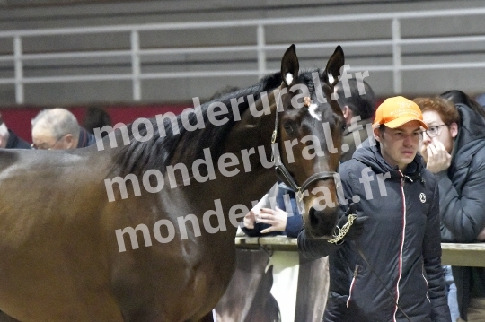 SALON DU TROT EN NORMANDIE