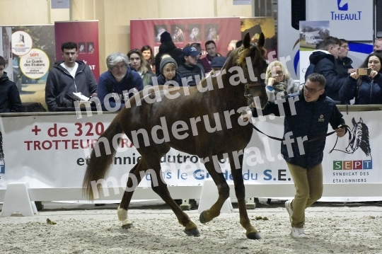 SALON DU TROT EN NORMANDIE
