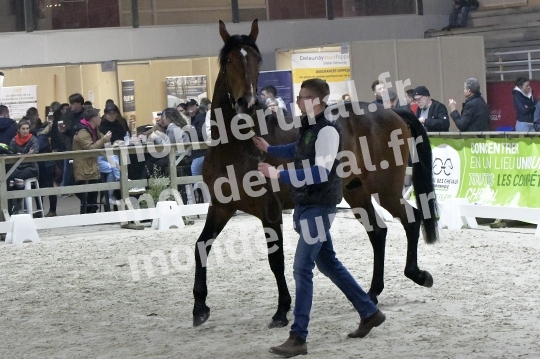 SALON DU TROT EN NORMANDIE