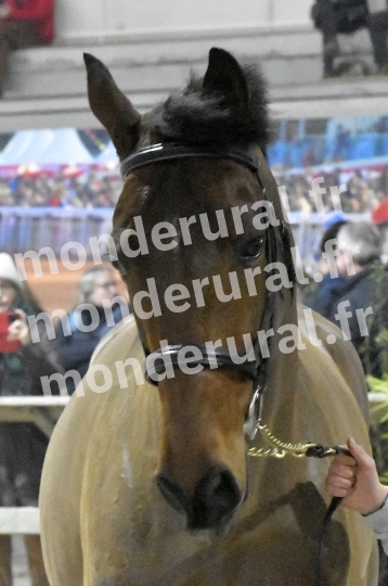 SALON DU TROT EN NORMANDIE