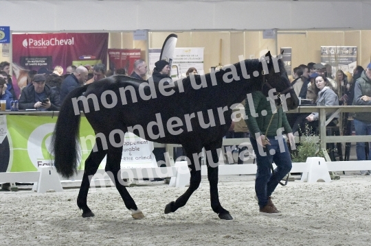 SALON DU TROT EN NORMANDIE