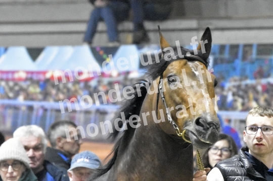 SALON DU TROT EN NORMANDIE