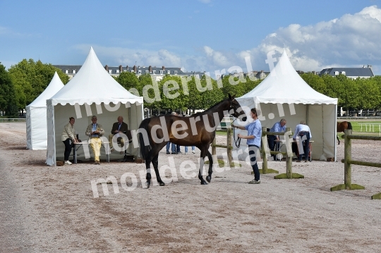 Concours regional de ___select___ion 2024