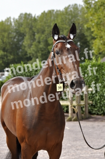 CONCOURS REGIONAL DE SELECTION