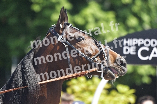 COURSES A CAEN - 11 MAI 2024