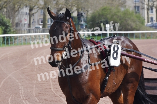 COURSES A CAEN - 26-03-2025