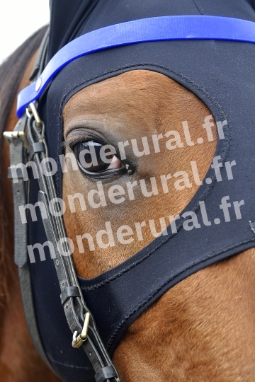 COURSES A CHERBOURG - 25-09-2024