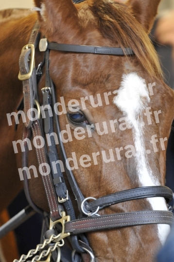 Courses a Vincennes du samedi 26 décembre 2015