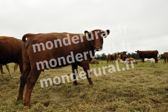 Ecurie Jean-Yves Lecuyer