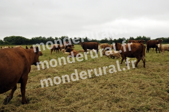 Ecurie Jean-Yves Lecuyer