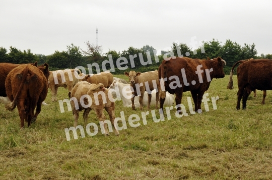 Ecurie Jean-Yves Lecuyer