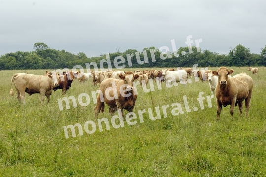 Ecurie Jean-Yves Lecuyer