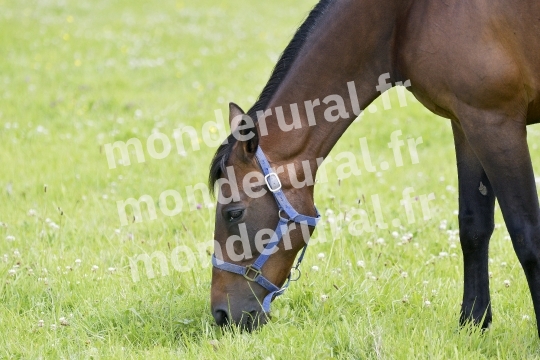 ELEVAGE DU PETIT BANVILLE