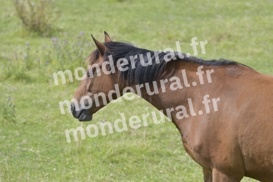 ELEVAGE DU PETIT BANVILLE