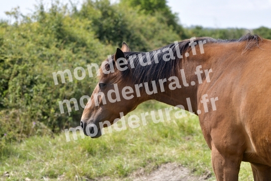 ELEVAGE DU PETIT BANVILLE