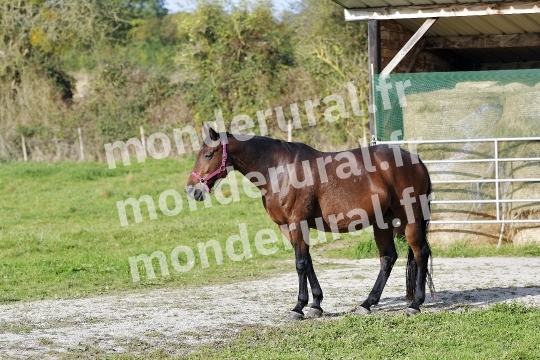ELEVAGE JEAN-MICHEL DUBOIS