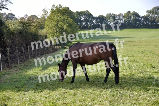 ELEVAGE JEAN-MICHEL DUBOIS